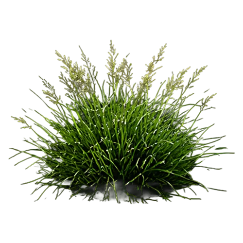 Kentucky Bluegrass