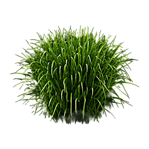Perennial Ryegrass