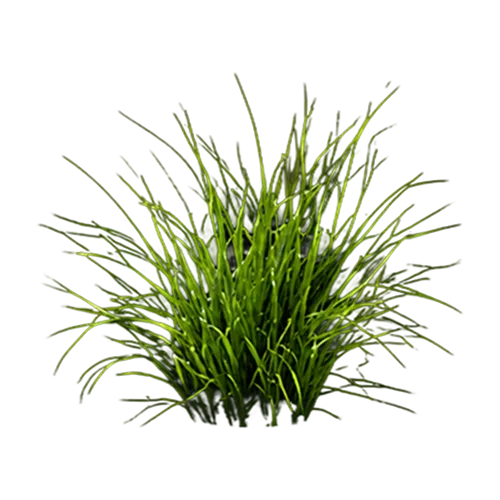 Bentgrass