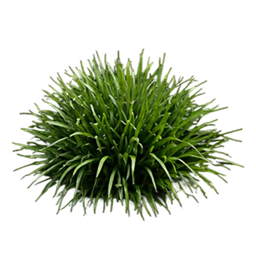 St. Augustine Grass
