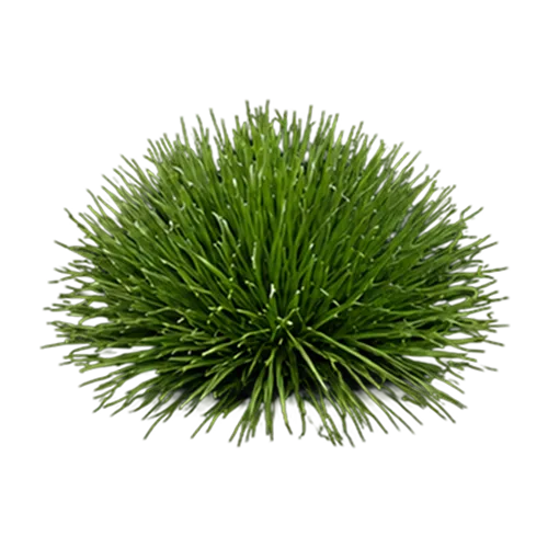 Zoysia Grass