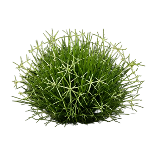 Bermuda Grass