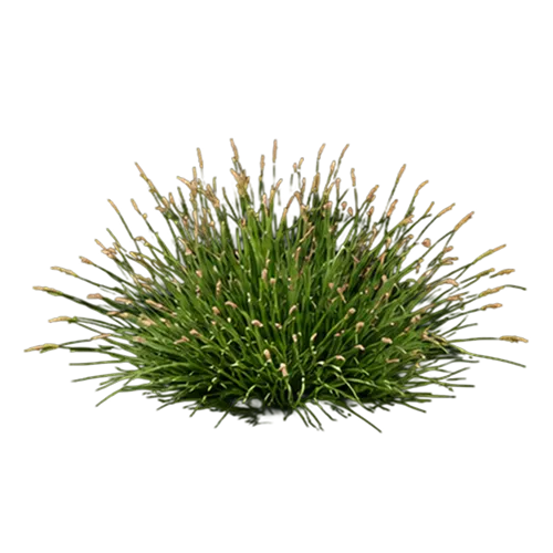 Buffalo Grass